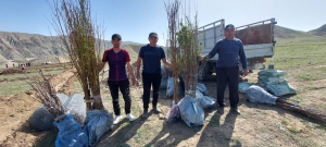 Саргата айылындагы Кашка-Терек участкасына жалпы 2га жер аянтына 662 даана эрте мөмө берүүчү бактар тигилди. Жергиликтүү бюджеттен 283500сом акча каражаты жумшалды.